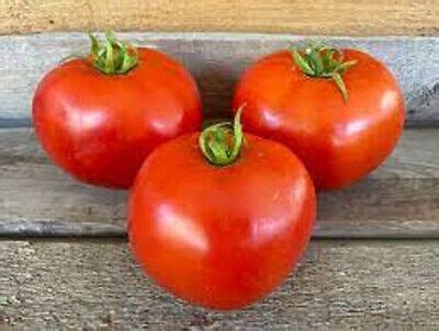 mountain delight tomato